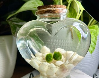 Loveballs : 100% Authentic Japanese Marimo Moss Balls