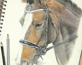 Fine art horse drawing