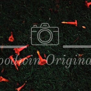 Orange Flower Wall Decor