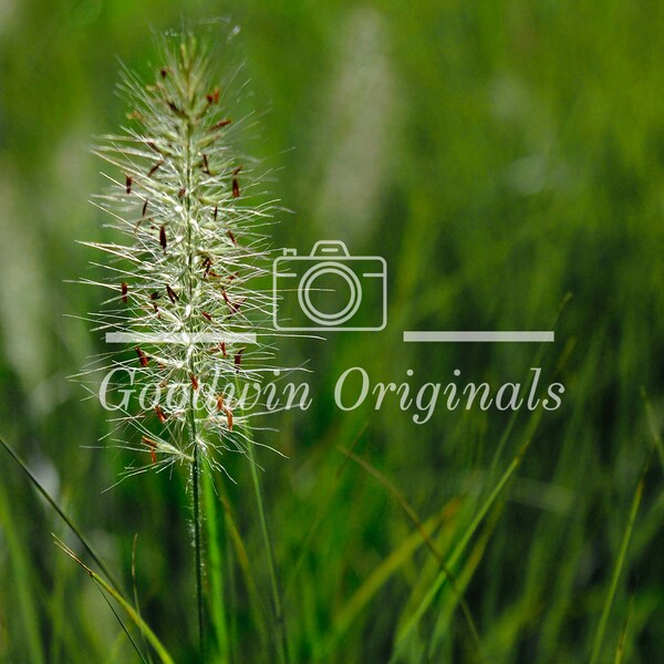 Fireworks Fountain Grass 50 Seeds -  - Free Shipping