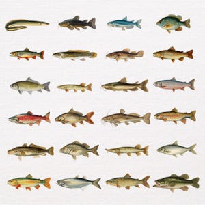May include: A collection of 24 vintage illustrations of various fish species. The illustrations showcase a variety of fish, including trout, bass, and catfish, in a range of colors and sizes. The artwork has a classic, detailed style.