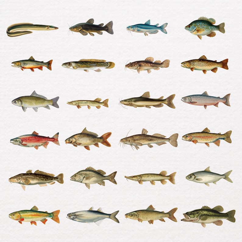 May include: A collection of 24 vintage illustrations of various fish species. The illustrations showcase a variety of fish, including trout, bass, and catfish, in a range of colors and sizes. The artwork has a classic, detailed style.