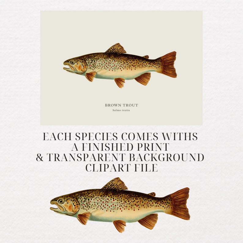 May include: Vintage illustration of a brown trout, Salmo trutta, with detailed scales and fins. The image includes the text "BROWN TROUT" and "EACH SPECIES COMES WITHS A FINISHED PRINT & TRANSPARENT BACKGROUND CLIPART FILE."