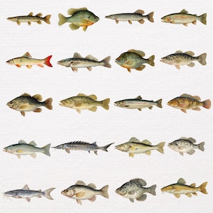 May include: A collection of watercolor illustrations of various fish species. The image showcases a variety of fish, each with unique colors and patterns, including shades of green, yellow, and silver. The fish are arranged in rows, providing a detailed look at their shapes and features.