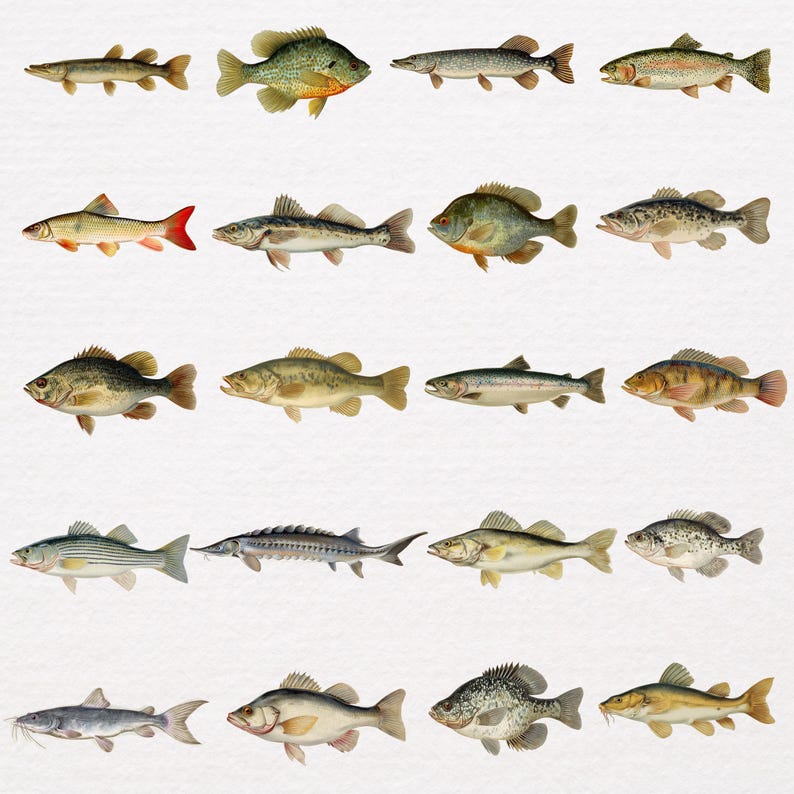 May include: A collection of watercolor illustrations of various fish species. The image showcases a variety of fish, each with unique colors and patterns, including shades of green, yellow, and silver. The fish are arranged in rows, providing a detailed look at their shapes and features.