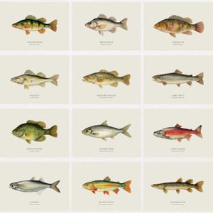 May include: A collection of twelve vintage-style fish illustrations, each labeled with its common name. The fish vary in color and shape, including yellow perch, walleye, and golden trout. The illustrations are set against a neutral background.