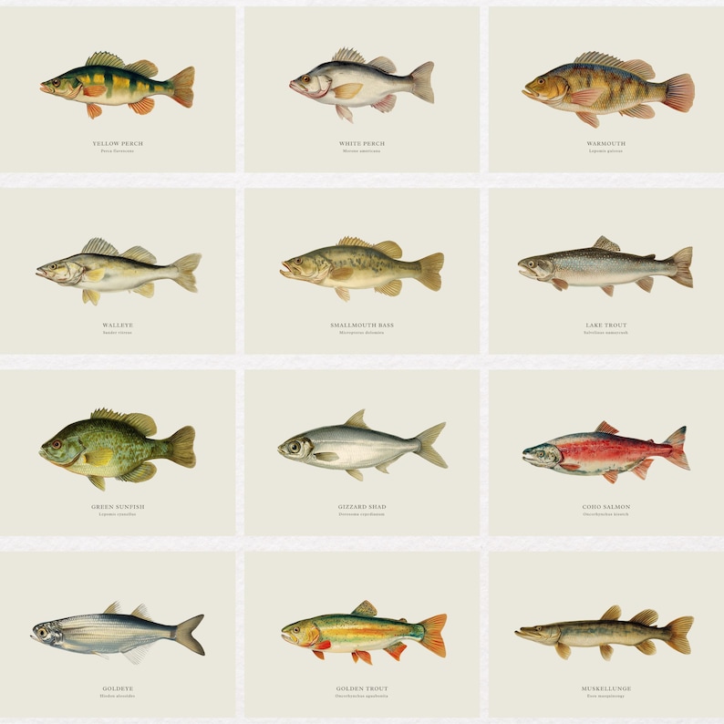May include: A collection of twelve vintage-style fish illustrations, each labeled with its common name. The fish vary in color and shape, including yellow perch, walleye, and golden trout. The illustrations are set against a neutral background.