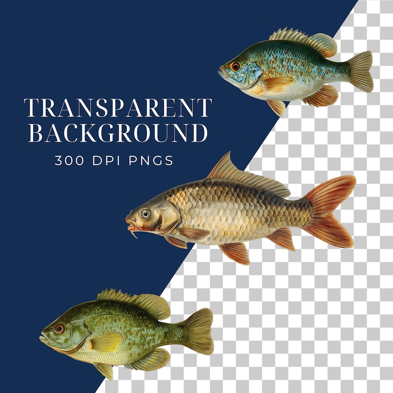 Freshwater Fish Clipart Collection 50 PNG Illustrations Watercolor Bass Trout Fish Digital Download Commercial Use Vintage fish Prints image 3