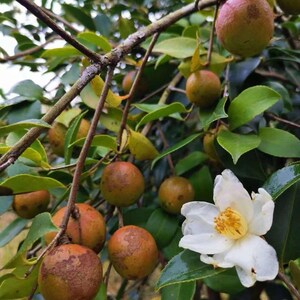 May include: Close-up of a camellia bush with brown fruit and a single white flower. The flower has a yellow centre and is in full bloom.