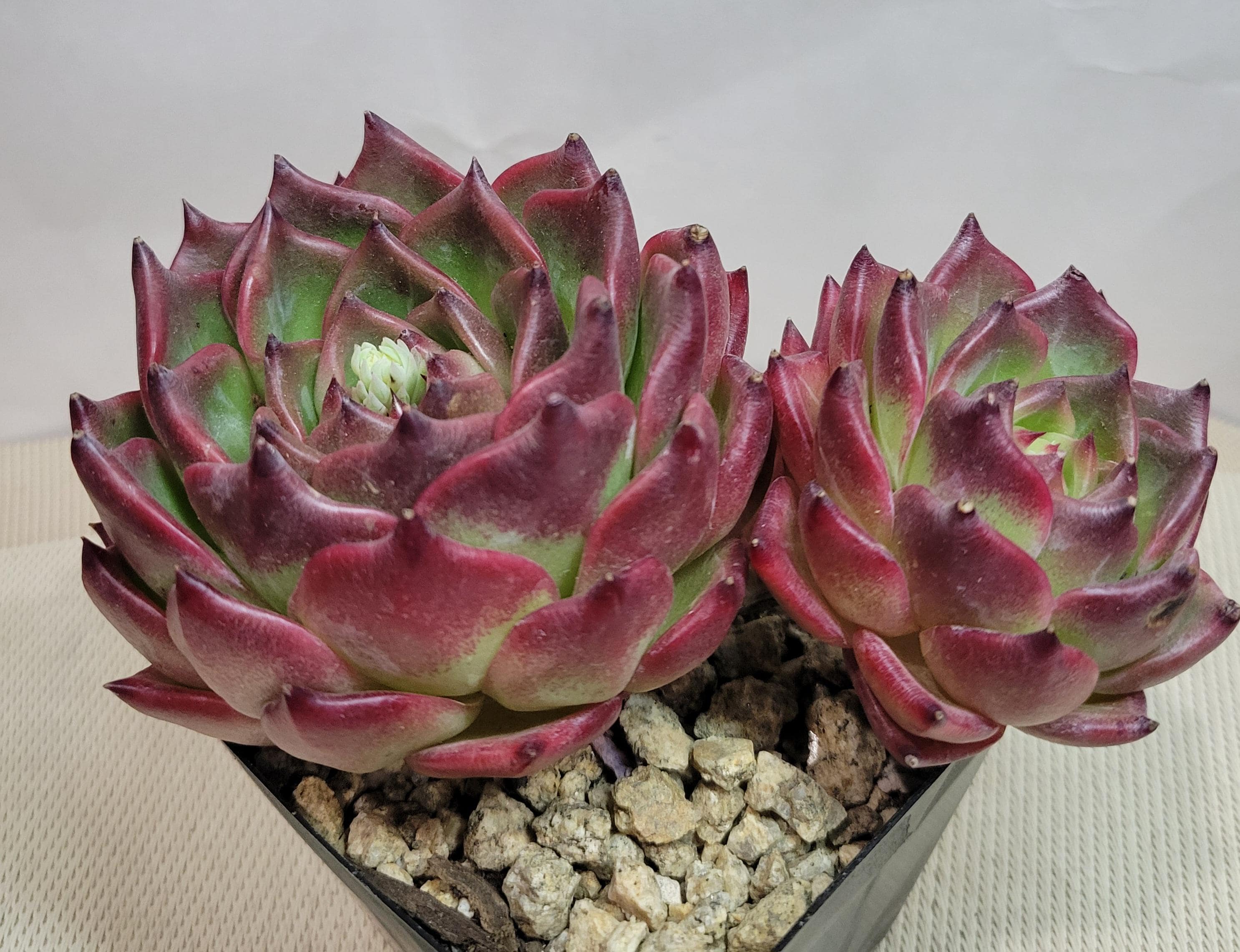 多肉植物　大苗　ジェイドポイント　抜き苗( アガボイデスの交配種) アガボイデス 多肉植物 大苗 ジェイドポイント 抜き苗 アガボイデスの