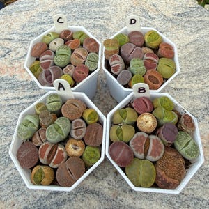 May include: Four white, octagonal pots filled with colorful living stone plants. The plants display a variety of colors, including green, brown, red, and tan. Each pot is labeled with a letter, A, B, C, and D.
