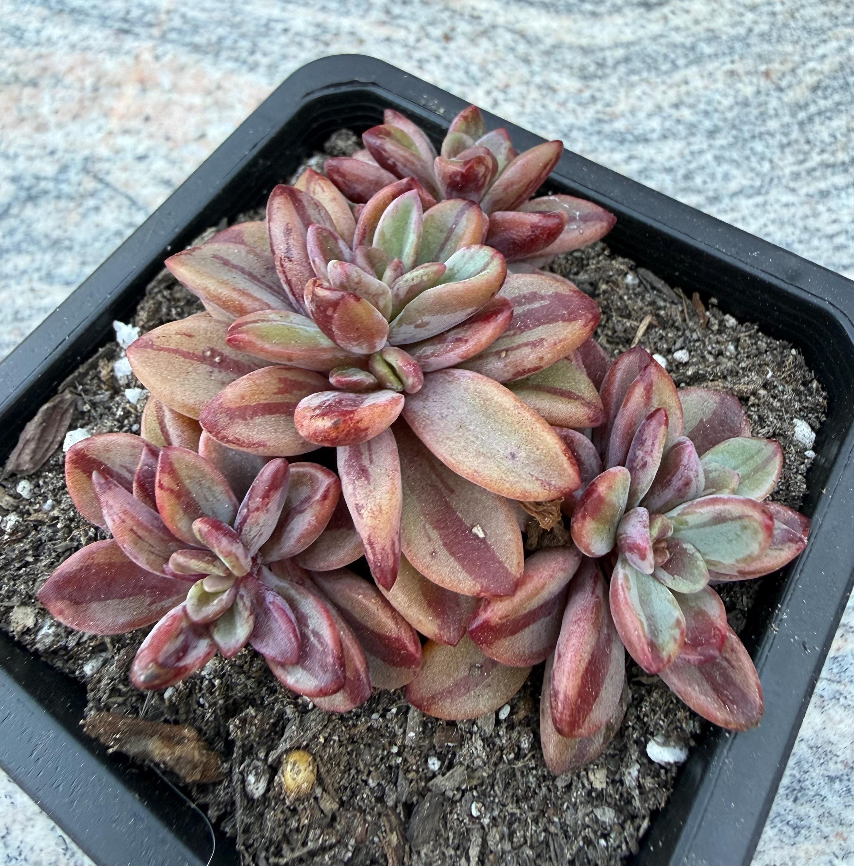 Echeveria Rezry - Etsy