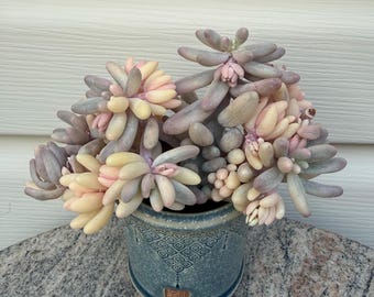 Pachyphytum Baby Finger Clustering Variegated 6”succulent plant