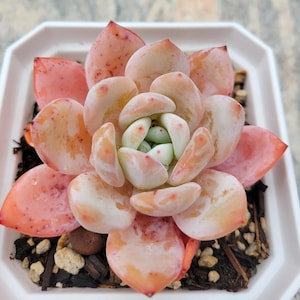 Echeveria Laui rare succulent plant 3.5&quot;