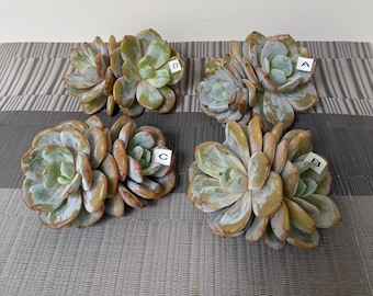 Echeveria Cream Tea , 4.5”succulent plant with two heads (no root)