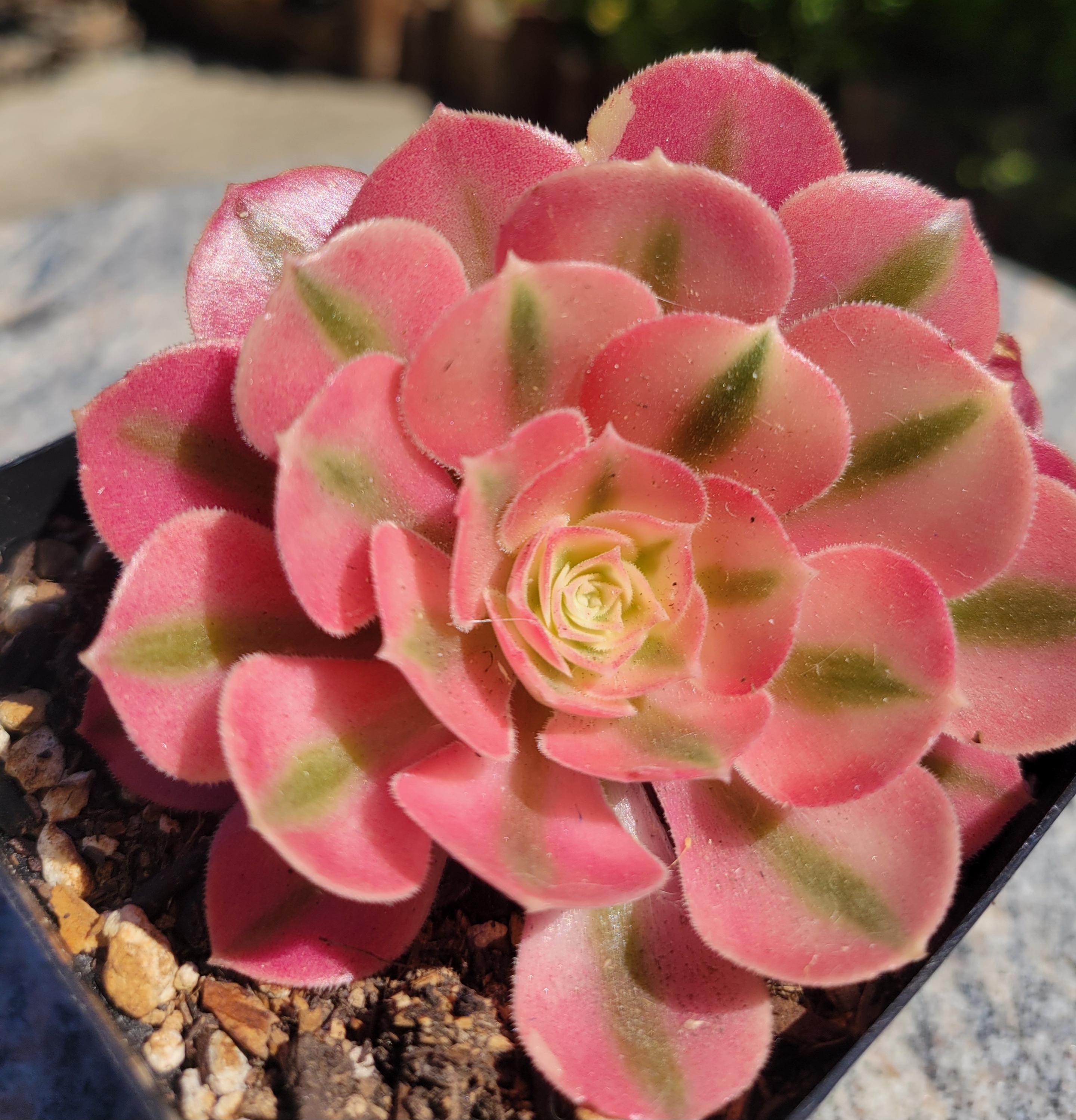 Aeonium Pink Witch Variegated Clustering 4"