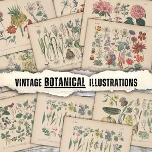 Kit de diario basura de hierbas botánicas, hoja de collage de plantas de acuarela vintage, papel digital para álbumes de recortes, efímeras botánicas, página de boticario