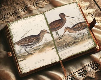 May include: An open book with two pages showing illustrations of birds. The left page shows a brown and white bird with the text "Great Snipe" and the right page shows a brown and white bird with the text "Darwin's Snipe".