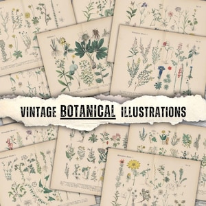 Kit per diario di erbe aromatiche - Foglio di collage di botanica erboristica - Carta digitale vintage con piante acquerellate per scrapbooking e pagine di effimeri da farmacia