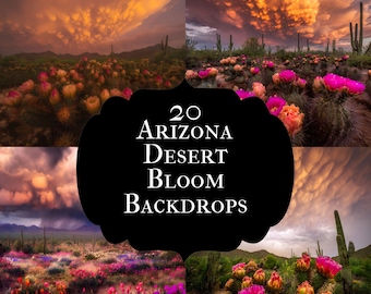 May include: A collage of four desert landscape photos featuring blooming cacti under dramatic, colorful skies. The images showcase vibrant pink and orange flowers, with the text "20 Arizona Desert Bloom Backdrops" in a black frame.