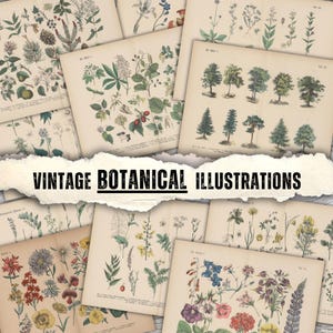 Kit de diário de ervas botânicas, colagem de botânica, papel digital de ervas, scrapbooking, aquarela, plantas, itens vintage, páginas de boticário