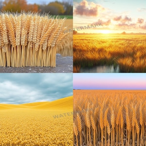 May include: A collection of wheat stalks, showcasing golden-yellow grains, rests on a stone surface. The image also features expansive fields of wheat under a sunset and a cloudy sky, emphasizing the agricultural theme.
