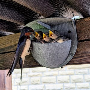 Puede incluir: Una golondrina alimentando a sus polluelos en un nido gris. El ave tiene plumas negras, blancas y marrones. Los polluelos tienen picos amarillos abiertos, esperando comida. El nido está montado bajo un techo ondulado oscuro.