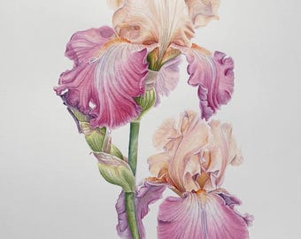 Original Iris Watercolor Painting, Watercolor Floral Art,  Plant Lover Gift, Choice of 7 Designs