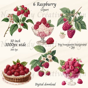 Raspberry clipart, 6 Raspberry Delights Clipart Png and Jpeg, Fruit clipart, raspberry with branch, Dessert clipart, Raspberry Bundle png