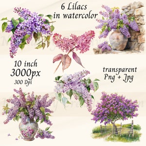 Lilac Watercolor Floral Clipart, Watercolor Lilac PNG and JPG, 6 Lilac clipart, Lilac bouquet, Spring Flowers, Lilac Arrangements