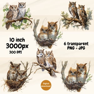 Clipart de coruja, aquarela de coruja png, fundo transparente e clipart de coruja jpg, ilustração de coruja fofa, download digital instantâneo