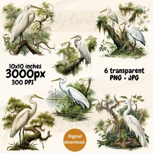 Set of Herons in 6 cliparts, Heron in PNG transparent, Great for Illustrating Objects, Instant Download Digital File