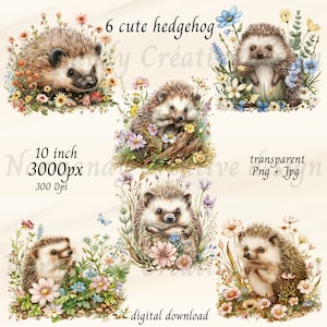 cute Hedgehog Clipart, 6 cute Hedgehog watercolor, Hedgehog Png transparent background and Jpg, Baby Hedgehog Clipart, adorable Hedgehog Png