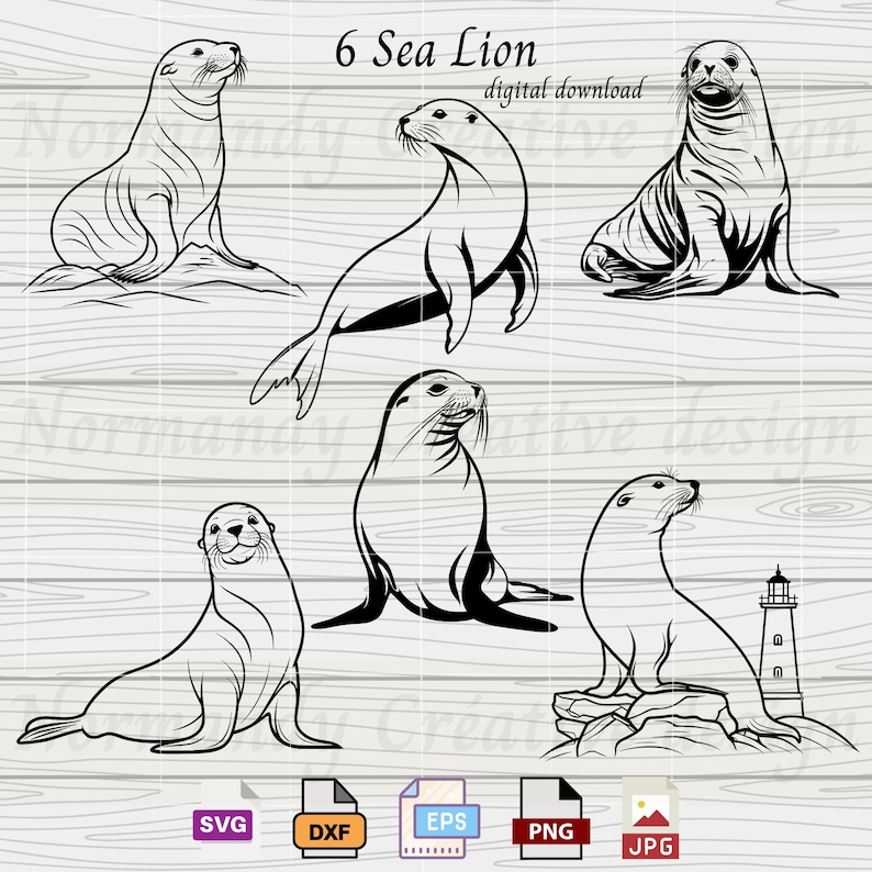 May include: Six black and white line art illustrations of sea lions in various poses. The illustrations are on a wood grain background. The text "6 Sea Lion" and "digital download" is at the top of the image.