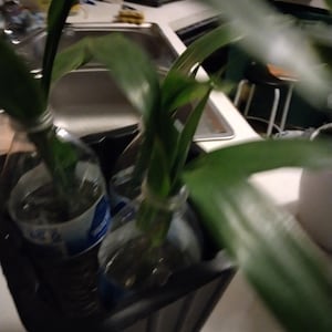 DRACAENA