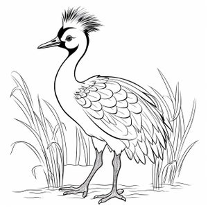 Crowned Crane Coloring Page, Crowned Crane, Coloring Page