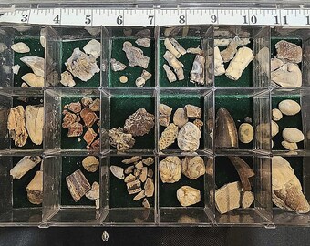 Rare Natural Fossils Collections (3 Boxes + 1 box Porphyry Mine Stones) over 43 lbs total.