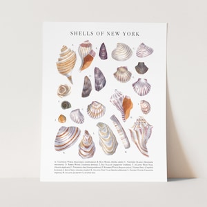 May include: A vintage style illustrated poster featuring a collection of seashells found in New York. The poster is labeled "Shells of New York" and includes the scientific names of each shell.