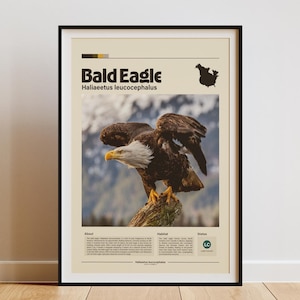 Arte mural de águila calva / Impresión digital / Impresión animal minimalista / Póster de aves / Póster infográfico