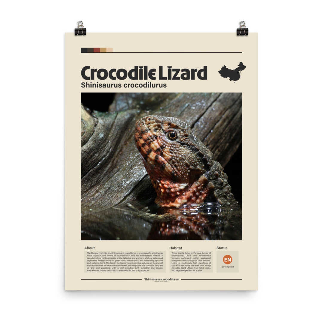 Lizard Inforgraphic Crocodile Lizard Wall Art | Digital Print | Minimalist Animal Print ...