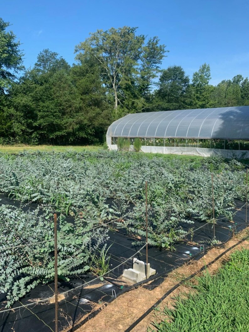 Fresh Eucalyptus Shower Bundle, Indoor House Plant, Fresh Eucalyptus