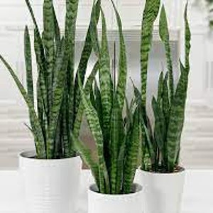 Sansevieria trifasciata | Black Coral Snake Plant