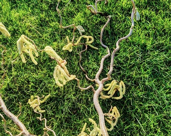 Corkscrew hazel branches - decoration, spring, nature