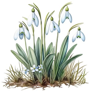 19 Clipart di bucaneve ad acquerello, JPG di alta qualità, Aiuola di bucaneve, Clipart di acquerelli stampabili, Lavoretti di carta, Diari di carta riciclata