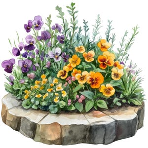 30 Aquarell Viola Clipart, Viola Blumenbeet, Veilchen, Stiefmütterchen, Frühlingsblumen, Kartenherstellung, digitales Papiermodell, hochwertige JPGs