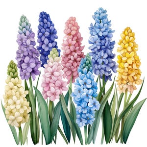 30 Watercolor Hyacinth Clipart, Hyacinth Clipart, Hyacinth Flowerbed, Spring Flowers, Card Making, Digital Paper Craft, High Quality JPGs