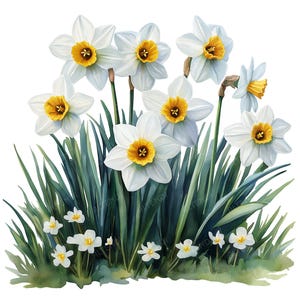 Watercolor Daffodil Clipart: Spring Flower Graphics (Digital Download)