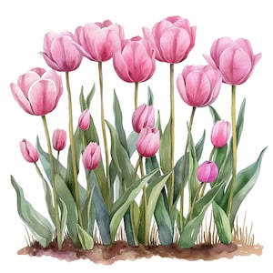 24 Clipart di tulipani ad acquerello, aiuola di tulipani, fiori ad acquerello, fiori primaverili, creazione di biglietti, artigianato di carta digitale, JPG di alta qualità
