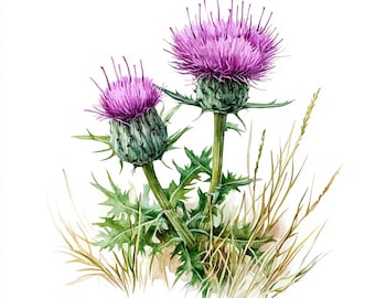 アザミの絵 12種類のアザミの花の水彩画クリップアート、アザミのクリップアート