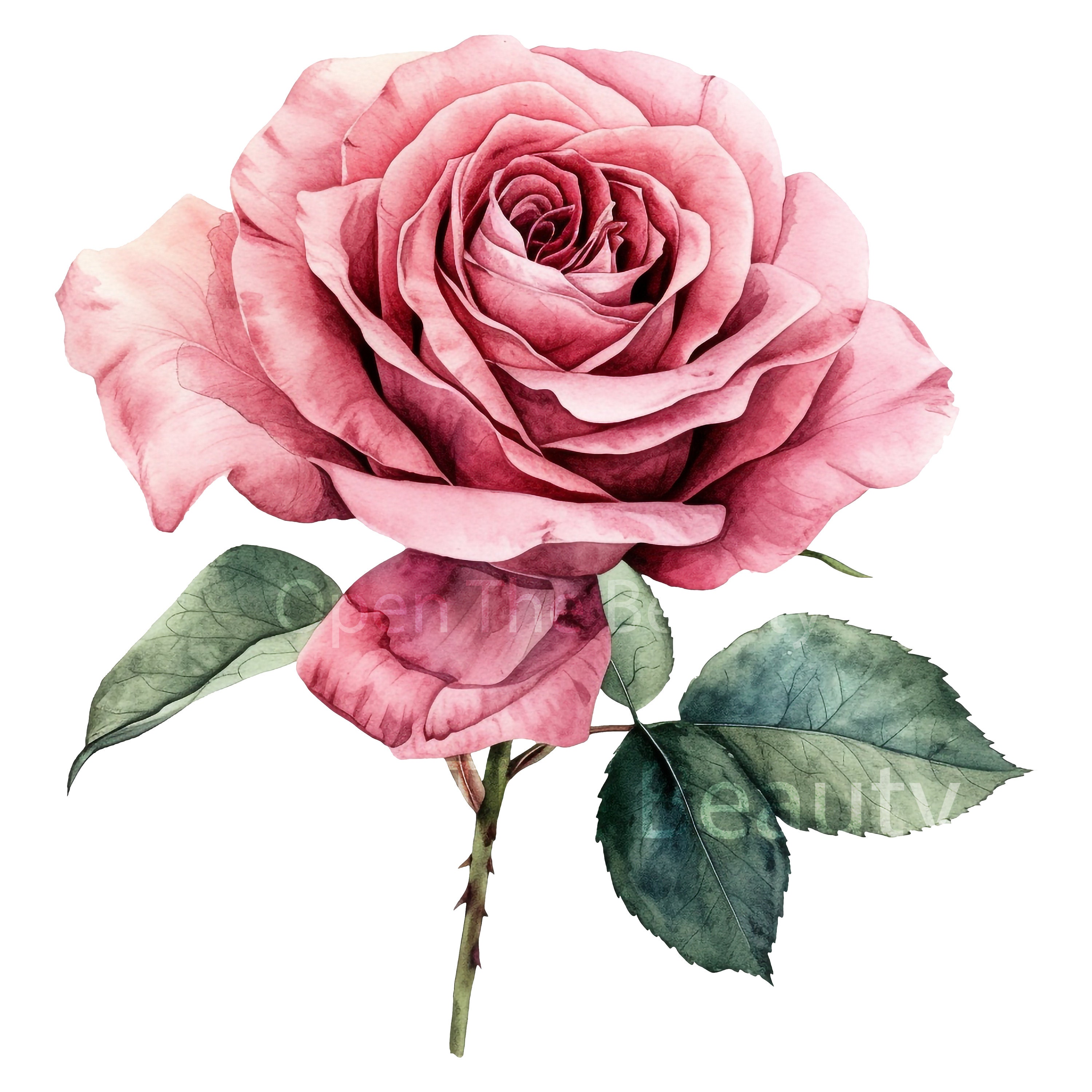 20 Pink Roses Watercolor Clipart | Pink Flowers, Floral Art (pngs ...